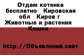 Отдам котенка бесплатно - Кировская обл., Киров г. Животные и растения » Кошки   